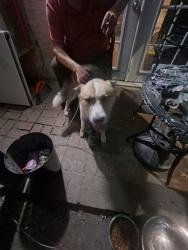 Found/Stray Male Dog last seen Walmart, Kingsport, TN 37664