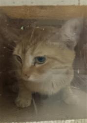 Shelter Stray Female Cat last seen , 1850 W 60th St, Los Angeles, CA 90047, USA