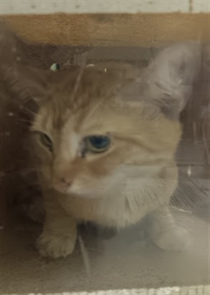 Shelter Stray Female Cat last seen , 1850 W 60th St, Los Angeles, CA 90047, USA
