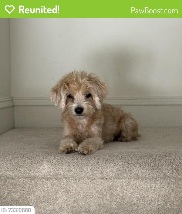 Reunited Female Dog last seen Near Beulah Rd and Leesburg PIke in Vienna, Vienna, VA 22182