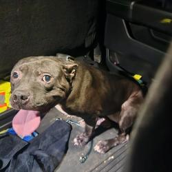 Reunited Female Dog last seen Near Timberwood Dr., Gallatin, TN 37066