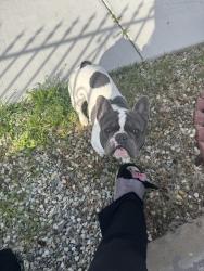 Reunited Male Dog last seen E avenue J, Lancaster, CA 93535