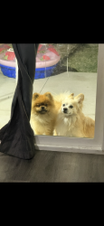 Reunited Male Dog last seen Encino, Los Angeles, CA 91316