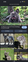 Found/Stray Unknown Dog last seen 23rd ave, Oakland, CA 94606