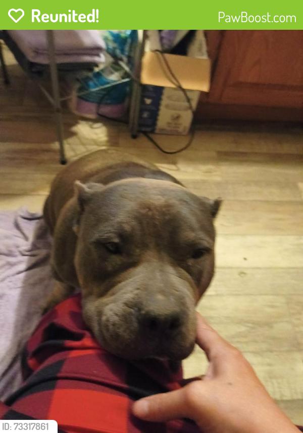 Reunited Female Dog last seen Crystal Springs Road, Fayetteville, NC 28306
