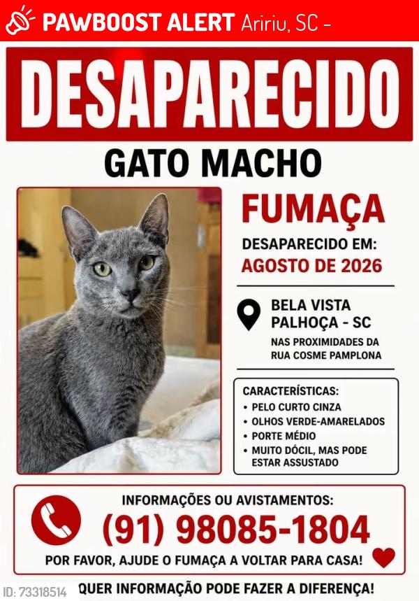 Lost Male Cat last seen Rua cosme do pasmonha bela vista palhoça principal rua., Aririu, SC 88132-841