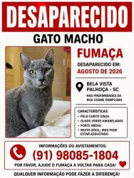 Lost Male Cat last seen Rua cosme do pasmonha bela vista palhoça principal rua., Aririu, SC 88132-841