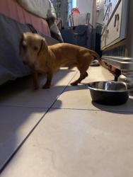 Lost Male Dog last seen By the apmt, Homestead, FL 33034