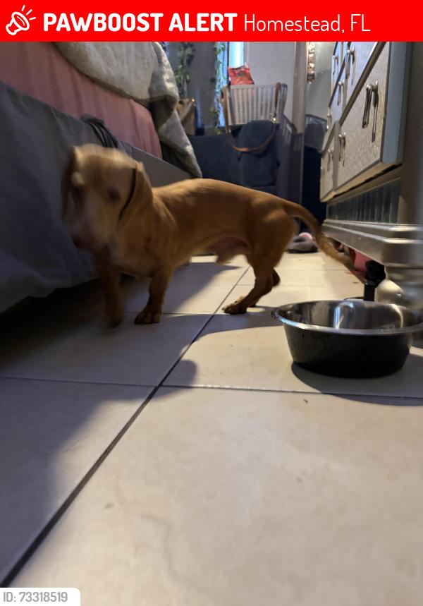 Lost Male Dog last seen By the apmt, Homestead, FL 33034