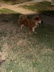 Found/Stray Unknown Dog last seen Vista del sol, vista de oro, El Paso, TX 79935