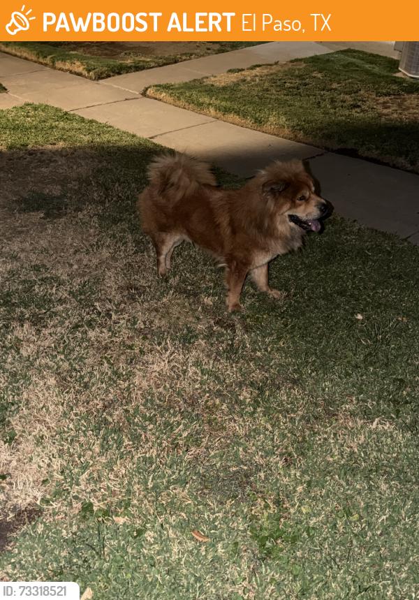 Found/Stray Unknown Dog last seen Vista del sol, vista de oro, El Paso, TX 79935