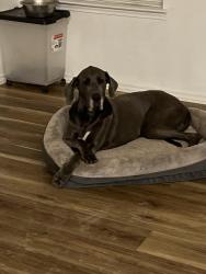 Reunited Female Dog last seen Primrose post, San Antonio, TX 78218