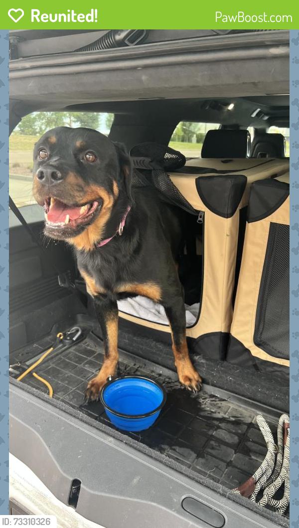 Reunited Female Dog last seen Grinell and S Powers, Colorado Springs, CO 80916