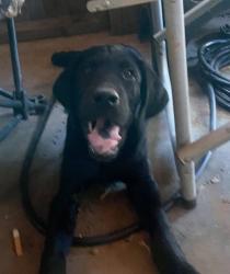 Reunited Male Dog last seen Near Sardis bethel rd bowdon georgia, Bowdon, GA 30108