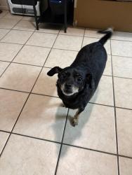 Found/Stray Unknown Dog last seen Mountain View, Desert Hot Springs, CA 92240