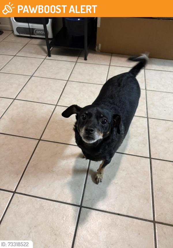 Found/Stray Unknown Dog last seen Mountain View, Desert Hot Springs, CA 92240