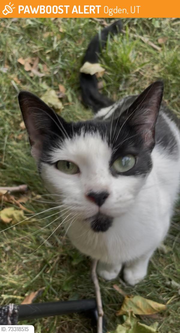 Found/Stray Unknown Cat last seen Polk avenue, Ogden, UT 84404