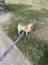 Reunited Female Dog last seen Plato’s on Blanco & 410, San Antonio, TX 78216