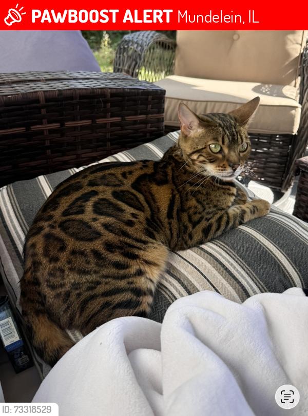 Lost Female Cat last seen Near Knightsbridge dr, Mundelein, IL 60060