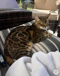 Lost Female Cat last seen Near Knightsbridge dr, Mundelein, IL 60060