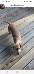 Reunited Female Dog last seen Raab avenue, Belleville, IL 62220