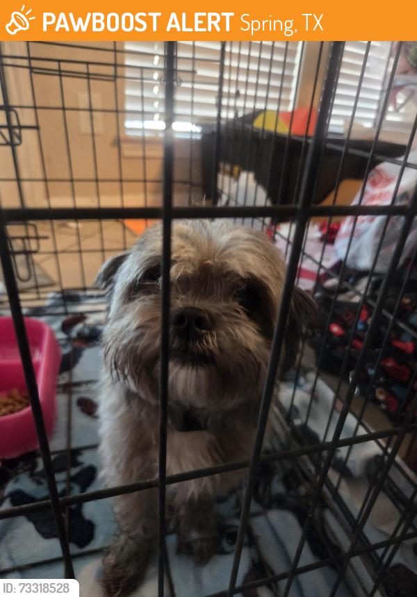 Found/Stray Male Dog last seen Lexington and Louetta, Spring, TX 77373
