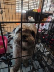 Found/Stray Male Dog last seen Lexington and Louetta, Spring, TX 77373