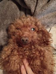 Reunited Female Dog last seen Neighborhood behind Federal Way H-Mart, Federal Way, WA 98003