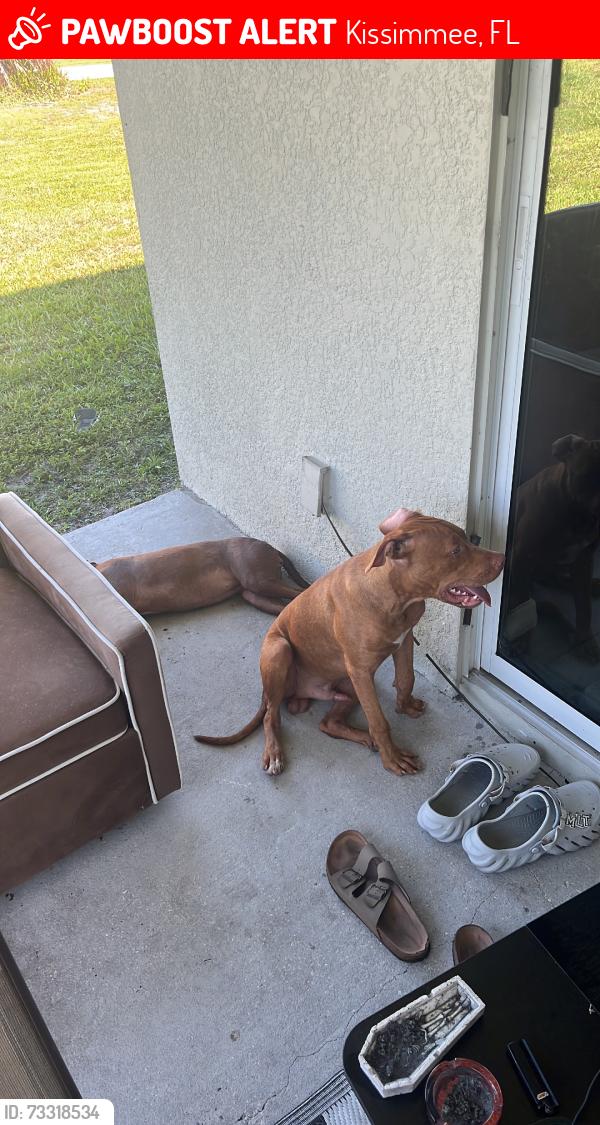 Lost Female Dog last seen Coatbridge, Kissimmee, FL 34758