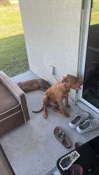 Lost Female Dog last seen Coatbridge, Kissimmee, FL 34758