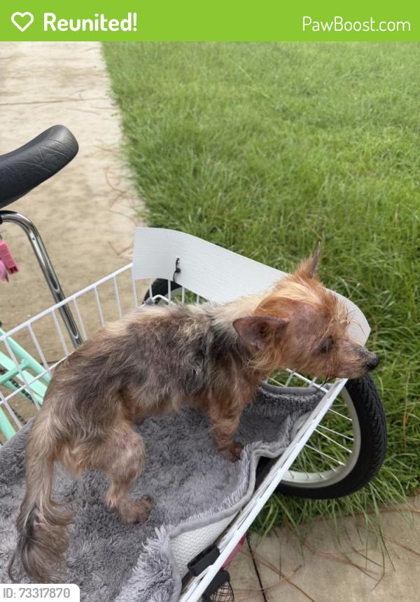 Reunited Male Dog last seen SW 135th Street Rd, Marion Oaks, FL 34473, USA, Marion Oaks, FL 34473