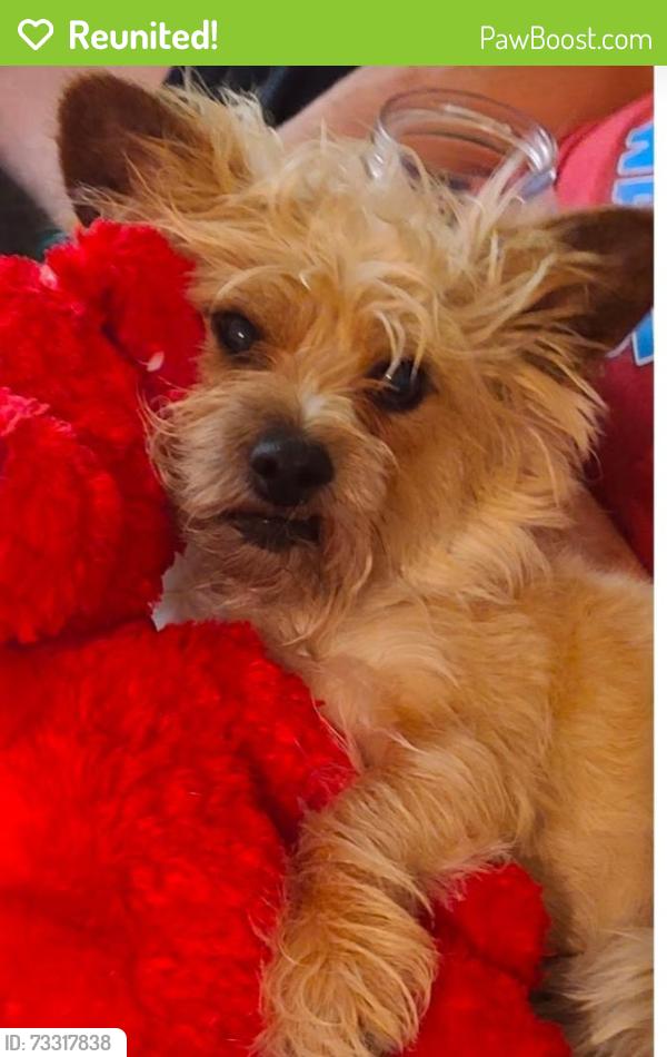Reunited Male Dog last seen Near Sutter Hills Ave, Las Vegas, NV 89144, USA, Las Vegas, NV 89144