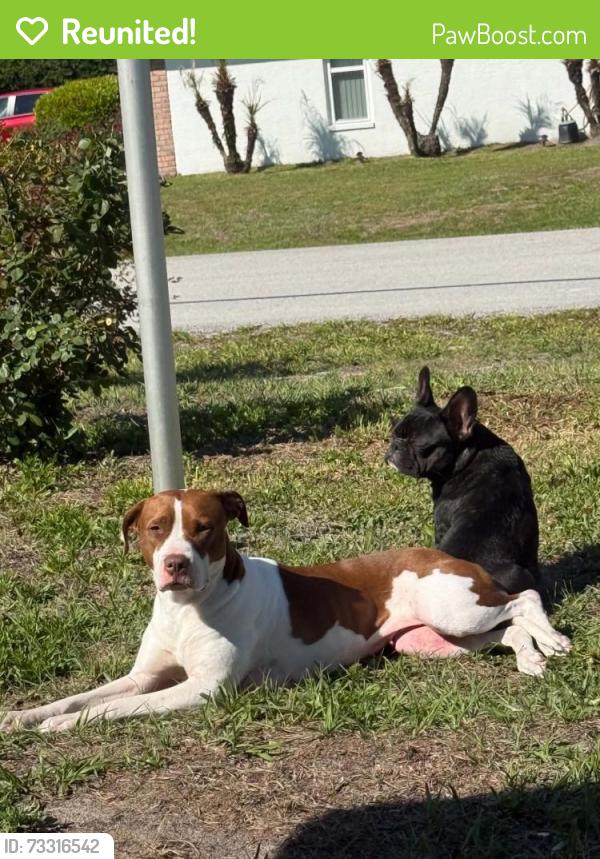 Reunited Female Dog last seen County Line Rd, Spring Hill, FL 34606