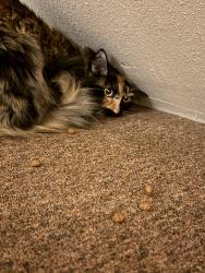 Found/Stray Unknown Cat last seen They are inside the building., Kenosha, WI 53144