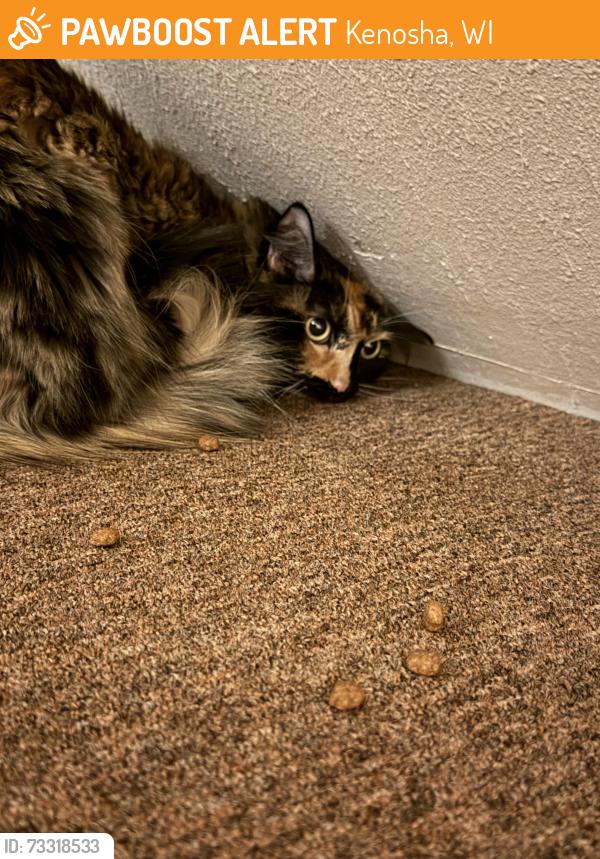 Found/Stray Unknown Cat last seen They are inside the building., Kenosha, WI 53144