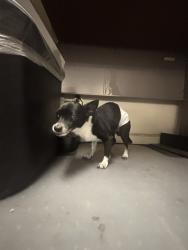 Reunited Unknown Dog last seen Near Seascape Resort Dr, Aptos, CA 95003, USA, Aptos, CA 95003