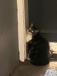 Found/Stray Unknown Cat last seen Filbert and Stockton, San Francisco, CA 94133