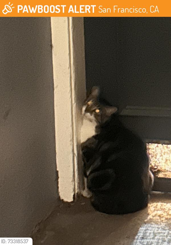 Found/Stray Unknown Cat last seen Filbert and Stockton, San Francisco, CA 94133