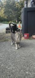 Lost Male Cat last seen SW 372nd St and 4th Ave, Federal Way, WA 98023