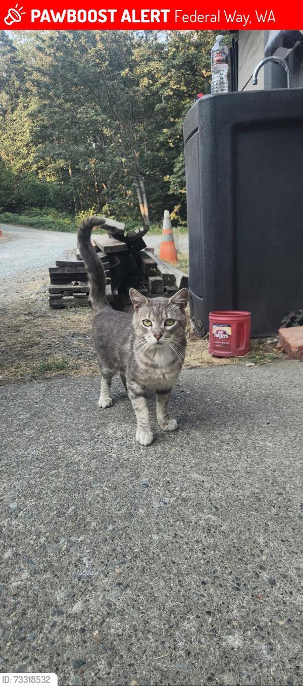 Lost Male Cat last seen SW 372nd St and 4th Ave, Federal Way, WA 98023