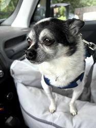 Lost Female Dog last seen On my mother's property (2510 Riverwoods Rd), Riverwoods, IL 60015