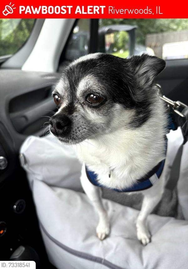 Lost Female Dog last seen On my mother's property (2510 Riverwoods Rd), Riverwoods, IL 60015