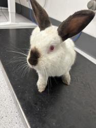 Shelter Stray Female Rabbit last seen 13th ave and 32nd st, Oakland, CA, 1101 29th Ave, Oakland, CA 94601, USA