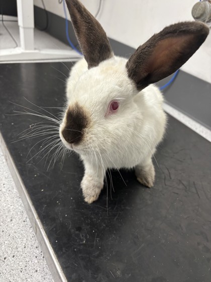 Shelter Stray Female Rabbit last seen 13th ave and 32nd st, Oakland, CA, 1101 29th Ave, Oakland, CA 94601, USA