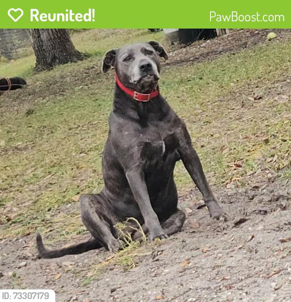 Reunited Female Dog last seen Crystal manor, Citrus County, FL 34428