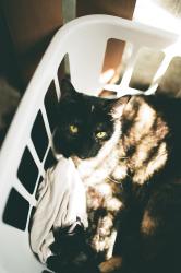 Lost Female Cat last seen Moorpark, CA Peach Hill Road, Moorpark, CA 93021