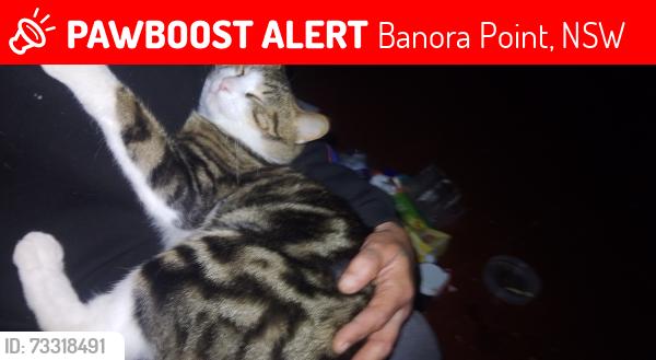 Lost Male Cat last seen Honeymurtel, Banora Point, NSW 2486