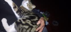 Lost Male Cat last seen Honeymurtel, Banora Point, NSW 2486