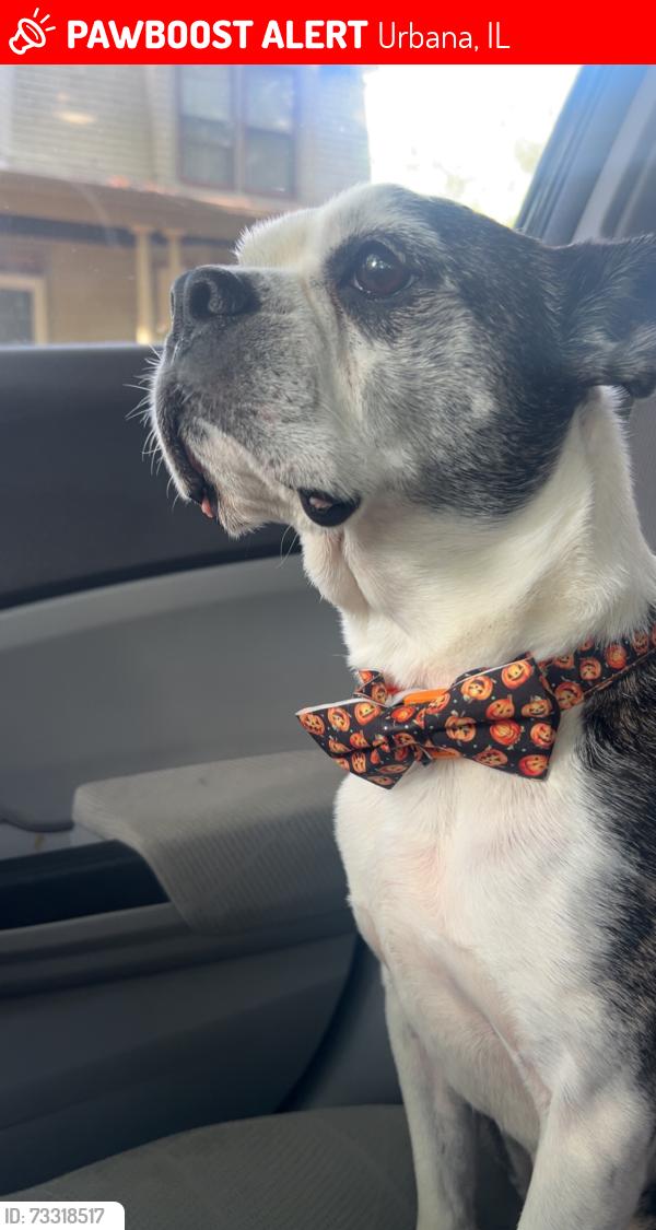 Lost Male Dog last seen Poplar and Green, Urbana, IL 61802