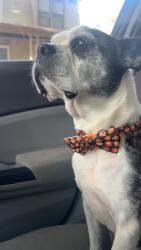 Lost Male Dog last seen Poplar and Green, Urbana, IL 61802